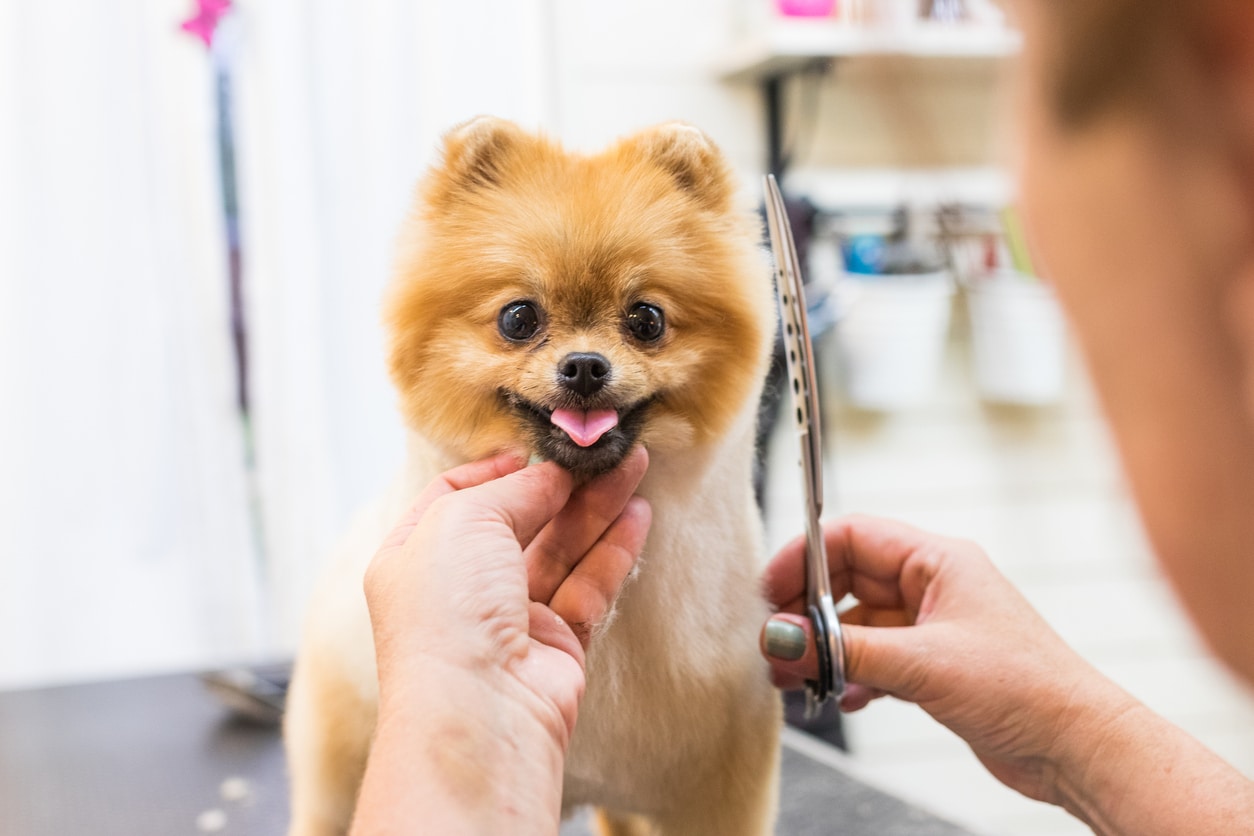 Maître taillant les poils de son chien avec un ciseau